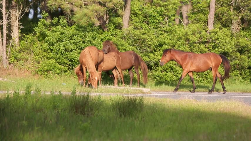 A group of wild ponies (Equus caballus) grazing near a road at Assateague Island National Seashore, Maryland