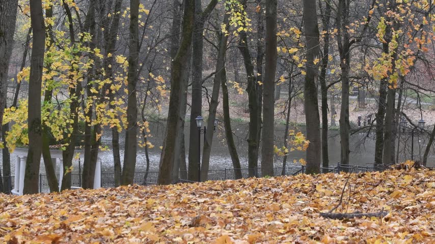 autumn nature in a recreation park
