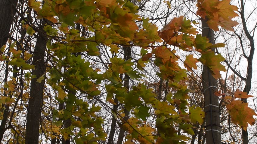 autumn nature in a recreation park