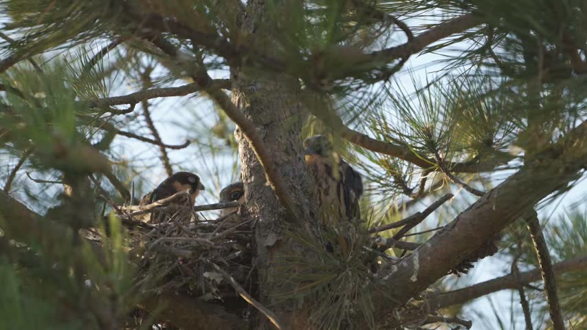 Eurasian hobby (Falco subbuteo) chicks sitting in a stick nest in a pine tree in slow motion