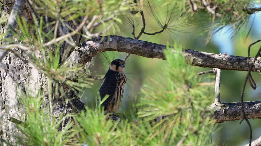 Eurasian hobby (Falco subbuteo) perched on a pine tree branch in slow motion Close up
