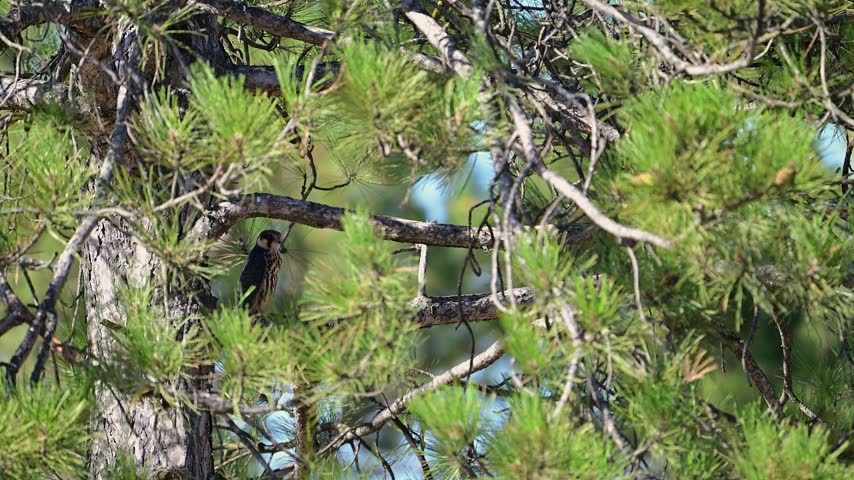Eurasian hobby (Falco subbuteo) perched on a pine tree branch in slow motion