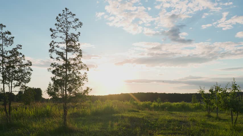 A beautiful sunset over the forest