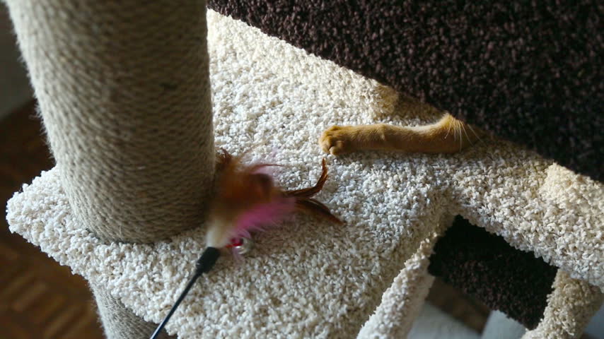 Playful Abyssinian kitten hunts feather teaser wand on carpeted cat tree, pouncing and grabbing pink feathers, indoor home scene, high angle view