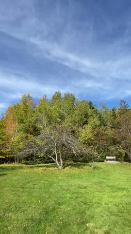An outdoor park scene featuring a green lawn, an apple tree with bare branches in the foreground, a park bench, and a line of trees showing early autumn foliage under a clear blue sky.