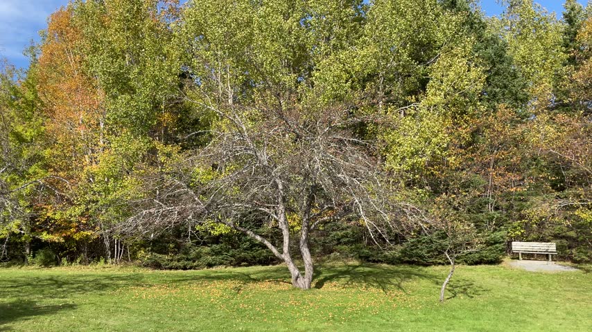 An outdoor park or garden scene featuring a green lawn, a deciduous tree with bare branches in the foreground, a park bench, and a line of trees showing early autumn foliage under a clear blue sky.