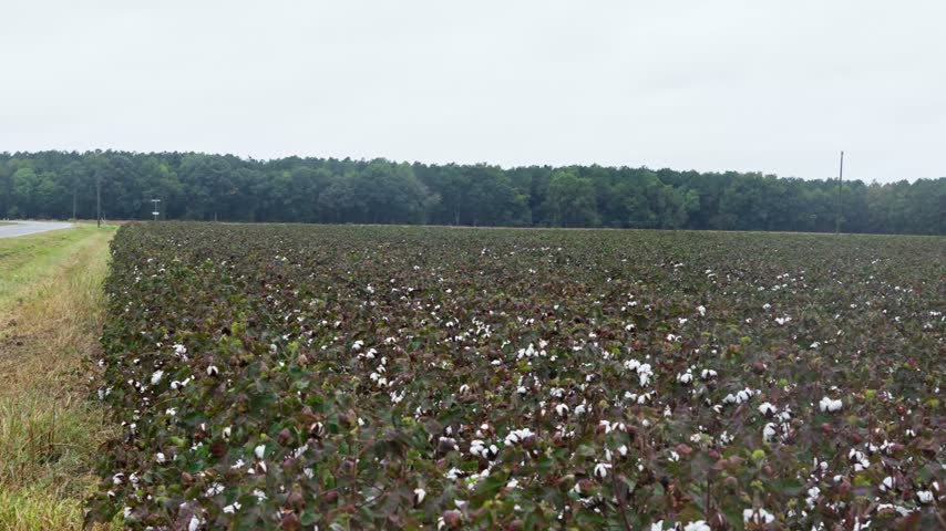 Cotton field in southern Virginia, panning video showing mature crops ready for harvest, a distant farmhouse, and a tree line under an overcast sky.