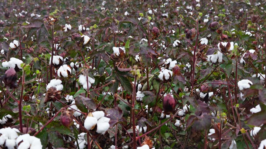 Cotton field in southern Virginia, panning video showing mature crops ready for harvest, a distant farmhouse, and a tree line under an overcast sky.