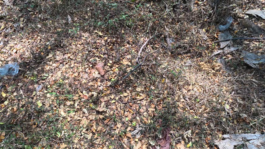 Dry Fallen Leaves Covering the Forest Floor in a Natural Woodland