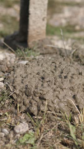 Low angle outdoor close-up shows wet mud mound on grassy ground with small stones, rough clumps, and soft blurred background, with mud, soil, ground, earth detail, showing dirt, clay, wet, moist