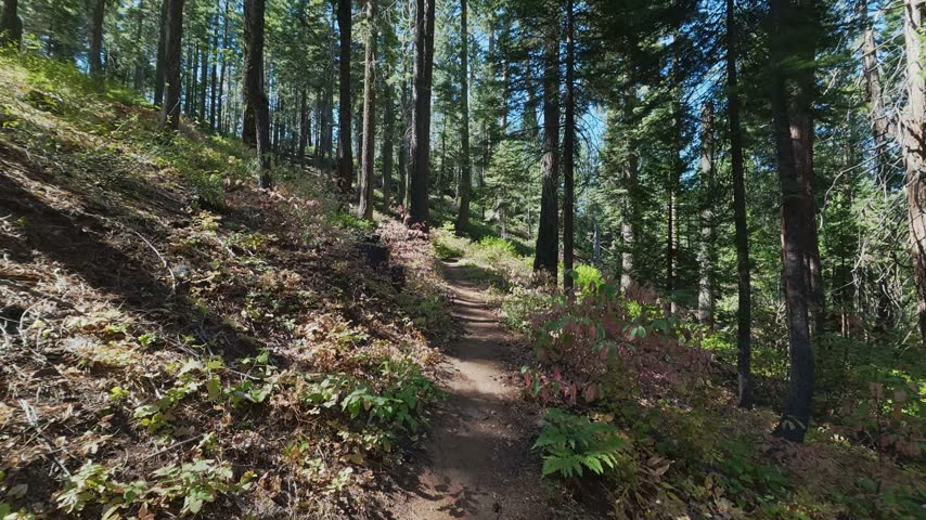 Point of view movement along a dirt hiking path through tall pine trees