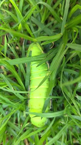 Bright green caterpillar moving among grass blades in a natural outdoor setting