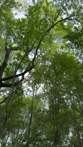 POV looking up at a lush green tree canopy in Georgia forest with birds 