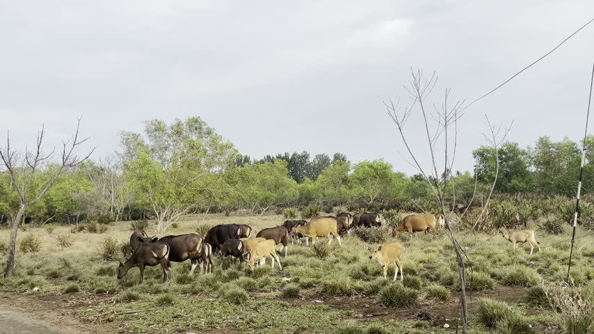 A herd of buffalo is grazing in a pasture.