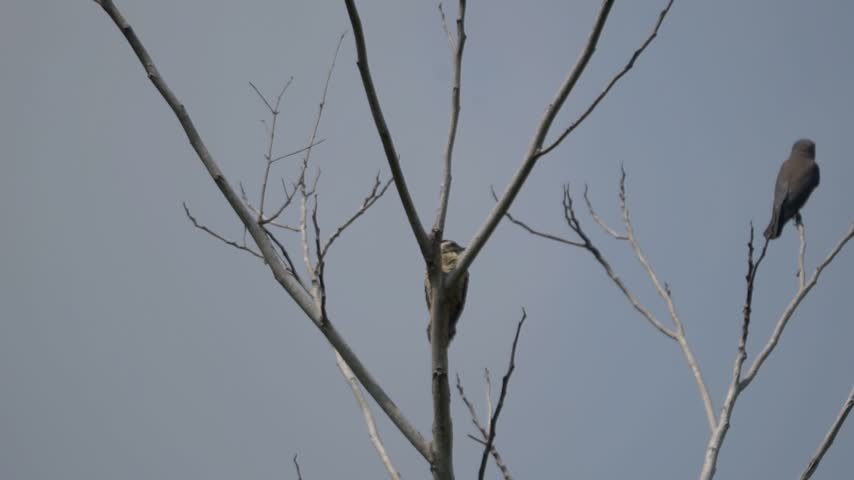 Artamus leucorynchus (Kekep babi, White breasted woodswallow, White breasted swallow shrike, White rumped swallow shrike, Ashy woodswallow) on the tree
