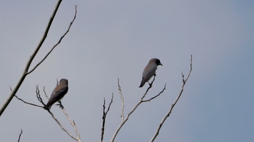 Artamus leucorynchus (Kekep babi, White breasted woodswallow, White breasted swallow shrike, White rumped swallow shrike, Ashy woodswallow) on the tree