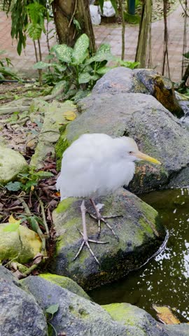 white bird drinking from the pond, cattle egret in the wild