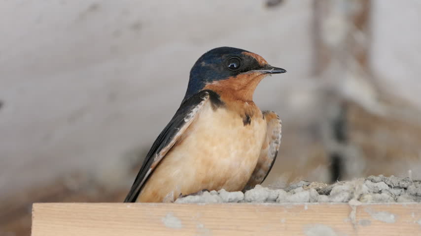 Barn Swallow Perched on a Nest Ledge, Turning Its Head Toward the Camera