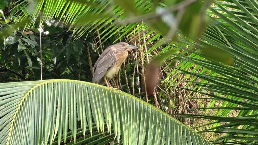 Juvenile Black-crowned night heron (Nycticorax nycticorax) perched calmly on a green coconut palm frond in natural foliage habitat.
