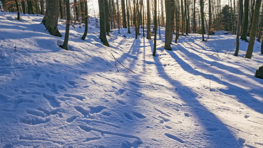 Time-lapse shot of a snow-covered winter forest with moving light and shadows at sunset, 4k resolution.