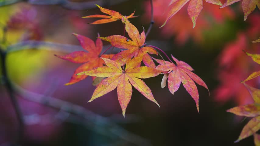 Close up of colorful maple foliage moving slowly in autumn forest.