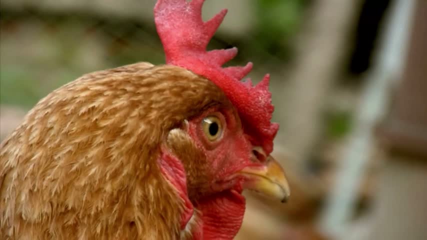 Extreme close-up profile of a brown hen