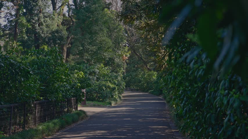 Eye-level view down an empty paved path curving between a metal fence on the left and dense green shrubs on the right, with sunlight through the trees.
