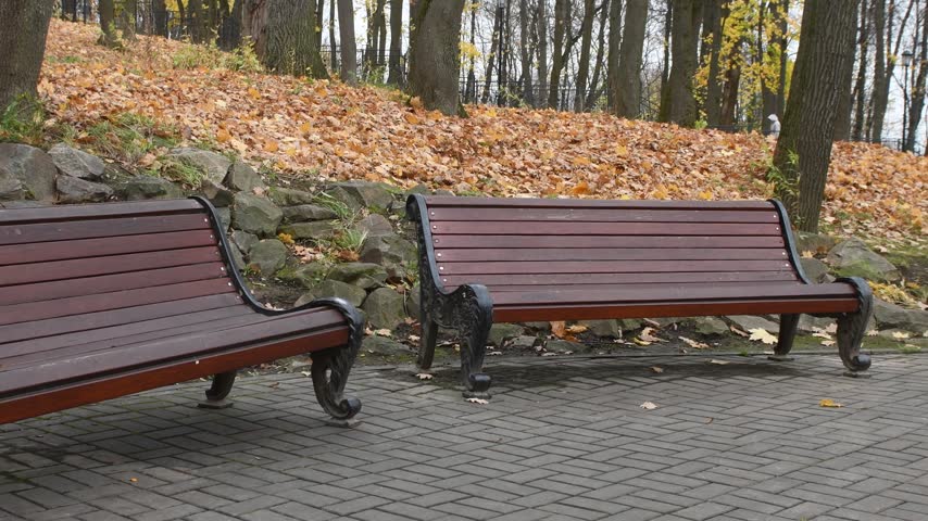 Nature in the autumn forest of a recreation park