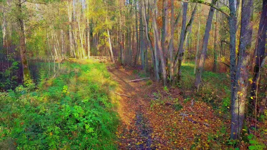Aerial view into the dry stream bed the filled with autumn leaves