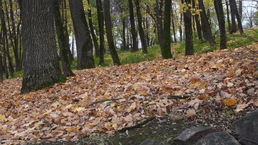 Nature in the autumn forest of a recreation park