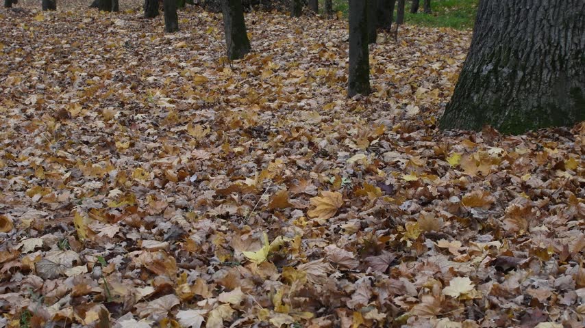 Nature in the autumn forest of a recreation park