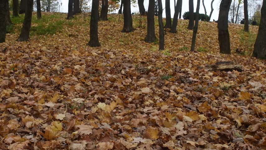 Nature in the autumn forest of a recreation park
