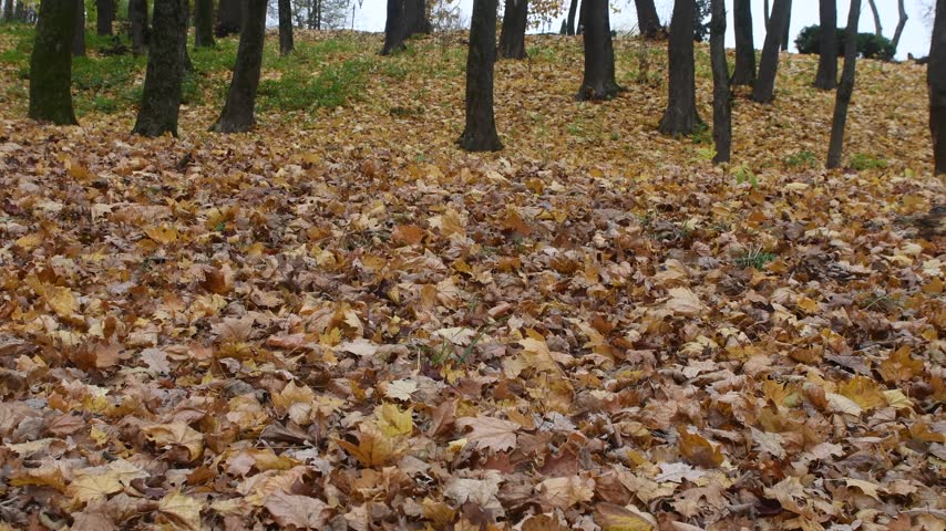 autumn nature in a recreation park