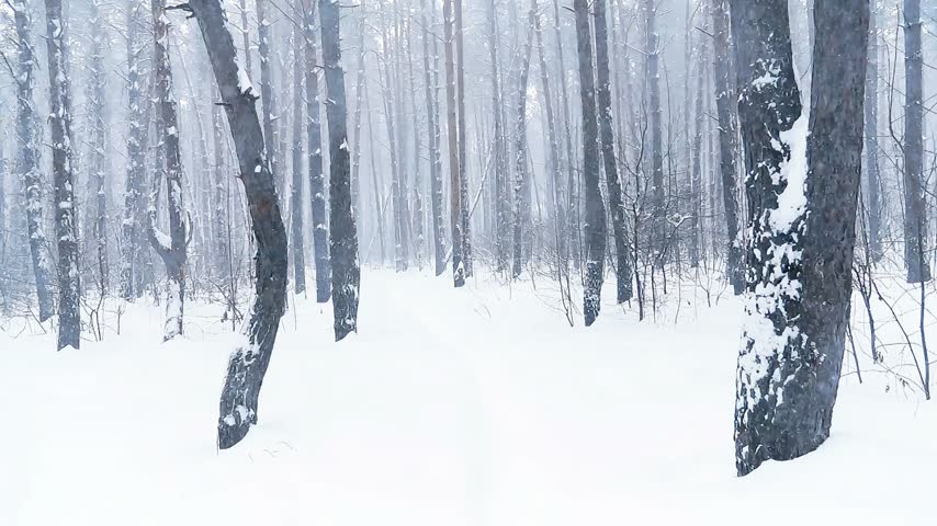 Snowy pine forest with tall trees covered in white winter frost and snow