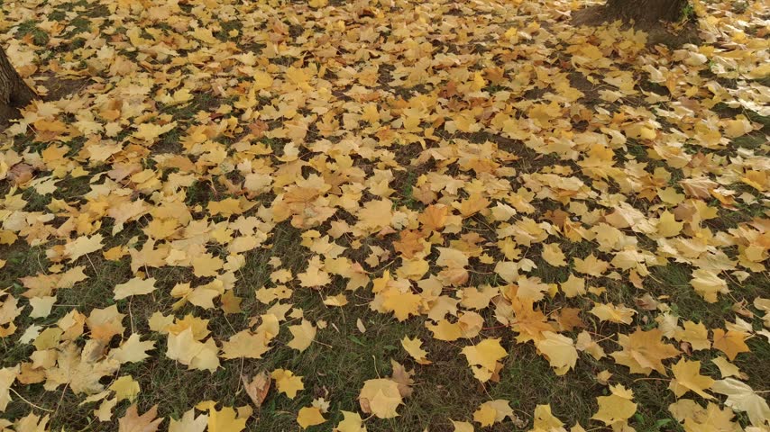 Fallen yellow and golden maple leaves covering green grass in autumn, with sunlight and shadows and a tree trunk at the top of the frame, shot with slow camera movement
