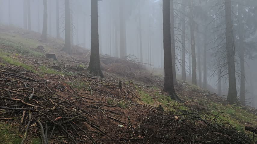 Mist covers a mountain forest as the camera moves between spruce and pine trunks with faint sunlight penetrating the dense tree canopy.