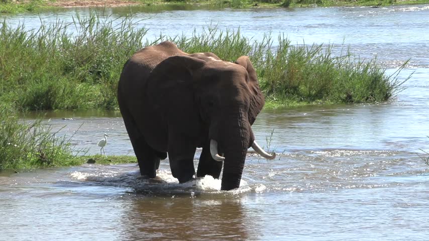 An elephant bull walks through the shallow flowing waters of the Crocodile River, followed by cattle egret birds foraging alongside him.