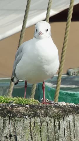 Coastal wildlife vertical shot featuring a black-headed gull perched on an wooden embankment post beside boat ropes.
