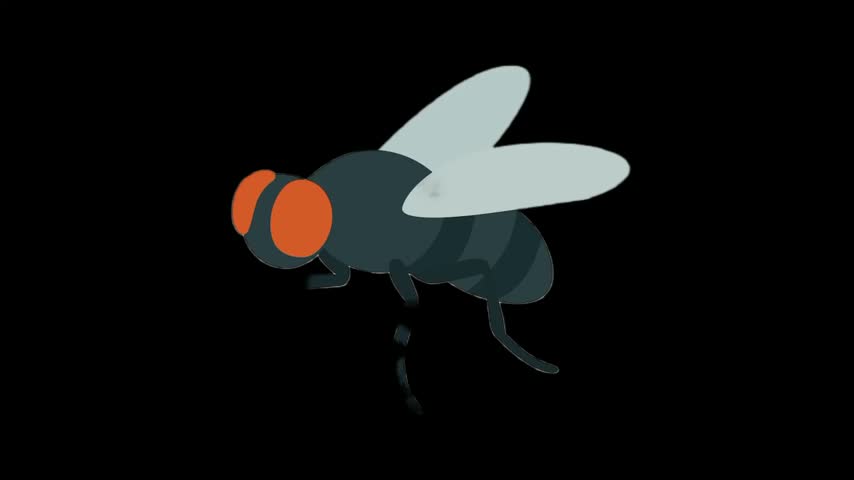 Flat Vector Style Housefly Insect Illustration