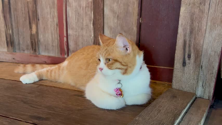 An orange and white cat wearing a pink collar, resting comfortably on a weathered wooden floor against a rustic wooden wall