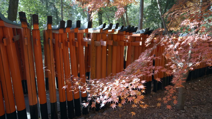 Fall season at Fushimi Inari shrine in Kyoto, Japan.