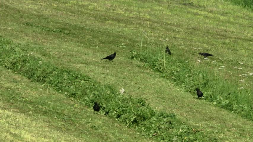 Crows foraging for food on a freshly mown meadow, searching through the short grass in an open countryside landscape. HD resolution.