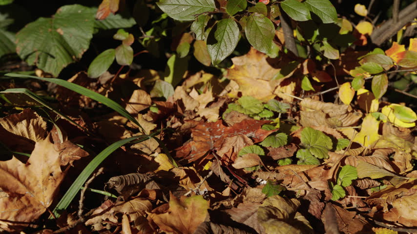 Dry, curled leaves cover the ground beneath leafy shrubs, with green groundcover, grass blades and scattered twigs catching patches of sunlight.
