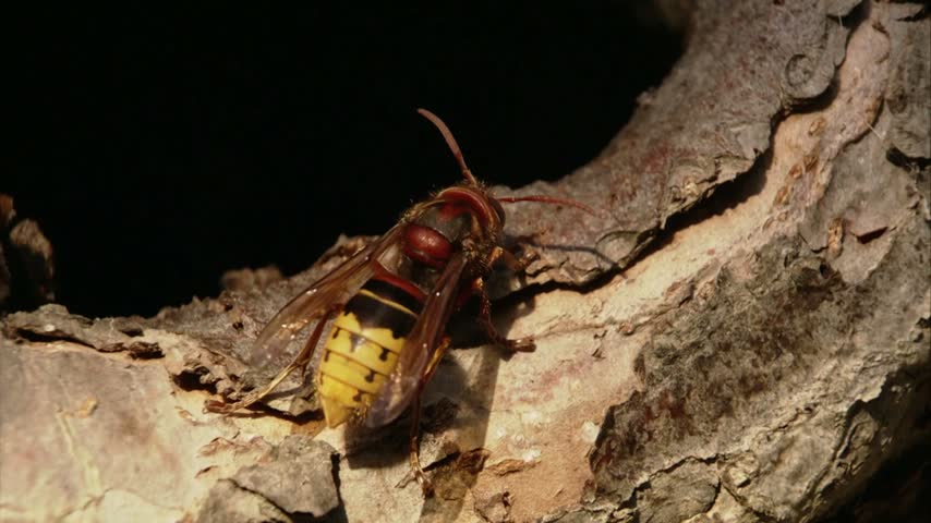 A hornet positioned at the entrance of its nest, displaying natural nesting behavior in its outdoor habitat. HD resolution.