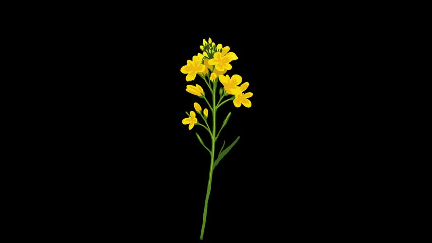 Mustard Field with Yellow Flowers in Bloom video , mustard animation