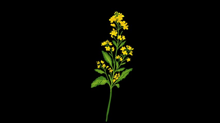 Mustard Field with Yellow Flowers in Bloom video , mustard animation