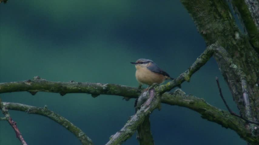 A nuthatch sitting on a tree branch in its natural habitat, showcasing its distinctive plumage and alert posture. HD resolution.