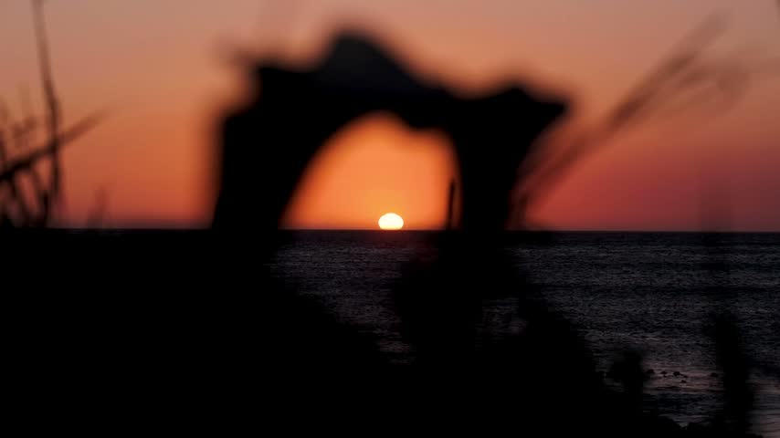 The sun sets orange over the ocean horizon and is framed by silhouette of plants and flowers in the foreground