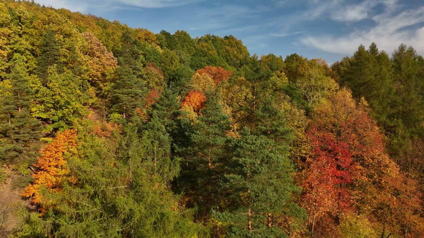  Aerial view flying over colorful autumn forest canopy with orange, yellow and green treetops under blue sky