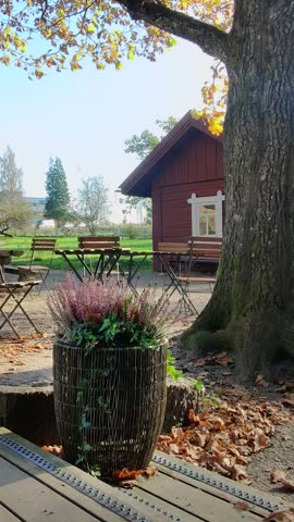 A charming yard in Finland featuring a potted plant with purple ling flowers in the foreground, swaying lightly in the autumn wind. In the background, there is a red wooden cabin, outdoor tables and chairs, and fallen yellow leaves under a large tree